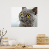Niedlich British Shorthair Cat Poster (Küche)