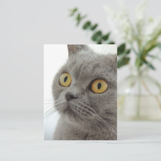 Niedlich British Shorthair Cat Postkarte (Stehend Vorderseite)