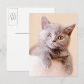 Niedlich British Shorthair Cat Postkarte (Vorne/Hinten)