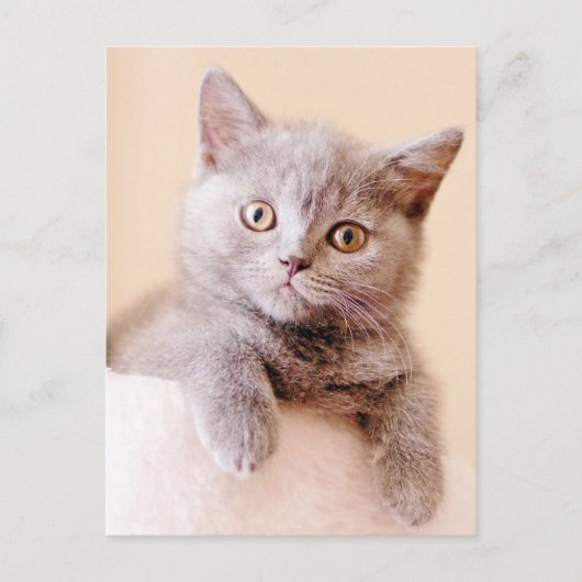 Niedlich British Shorthair Cat Postkarte (Vorderseite)