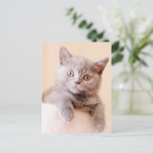 Niedlich British Shorthair Cat Postkarte (Stehend Vorderseite)