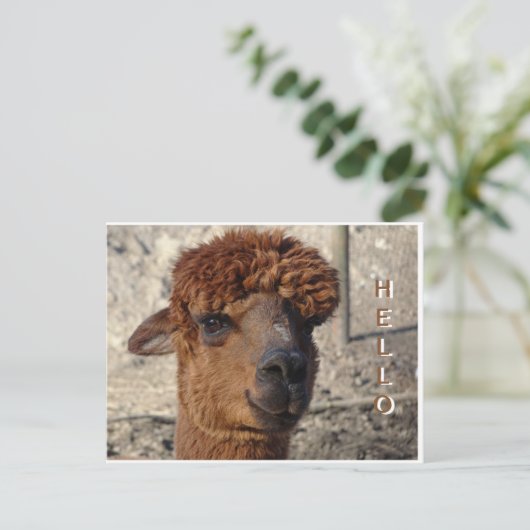 Niedlich Brown Alpáca Cust. HELLO Postcard Postkarte (Stehend Vorderseite)