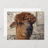 Niedlich Brown Alpáca DIY Postkarte (Vorne/Hinten)
