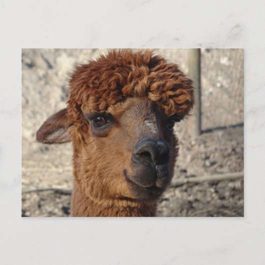 Niedlich Brown Alpáca DIY Postkarte (Vorderseite)