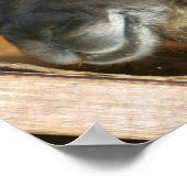 Niedlich Brown Alpaca Llama Farm Animal Poster (Ecke)