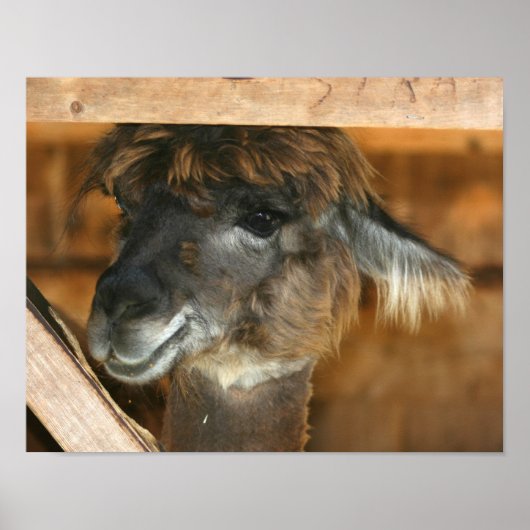 Niedlich Brown Alpaca Llama Farm Animal Poster (Vorne)