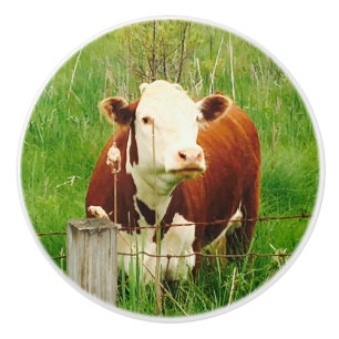 Niedlich Brown Cow 4Jojo Keramikknauf