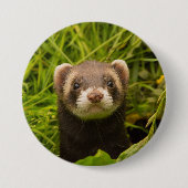 Niedlich Brown Ferret im Gras Button (Vorderseite)