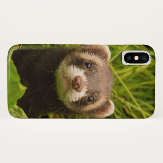 Niedlich Brown Ferret im Gras Case-Mate iPhone Hülle (Rückseite (Horizontal))