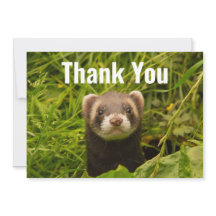 Niedlich Brown Ferret im Gras