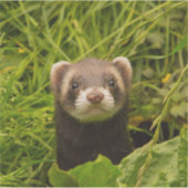 Niedlich Brown Ferret im Gras-Foto Aufkleber (Vorderseite)