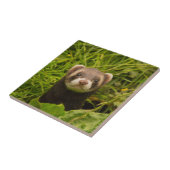 Niedlich Brown Ferret im Gras-Foto Fliese (Seite)