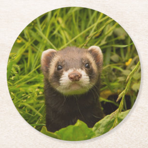 Niedlich Brown Ferret im Gras-Foto Runder Pappuntersetzer