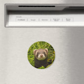 Niedlich Brown Ferret im Gras Magnet (In Situ (Geschirrspüler))