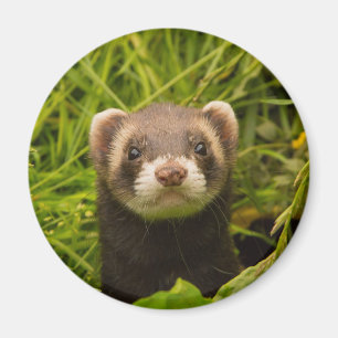 Niedlich Brown Ferret im Gras Magnet