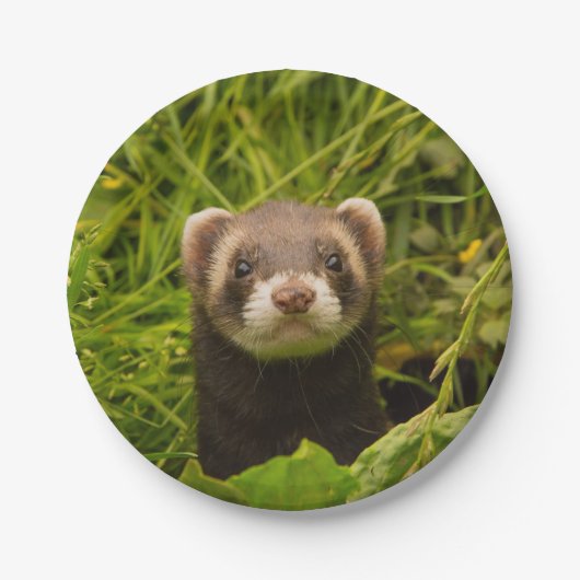 Niedlich Brown Ferret im Gras Pappteller (Vorderseite)