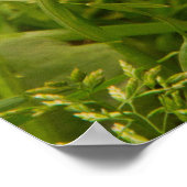 Niedlich Brown Ferret im Gras Poster (Ecke)