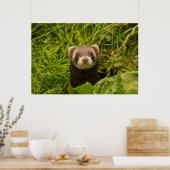 Niedlich Brown Ferret im Gras Poster (Küche)