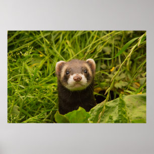 Niedlich Brown Ferret im Gras Poster