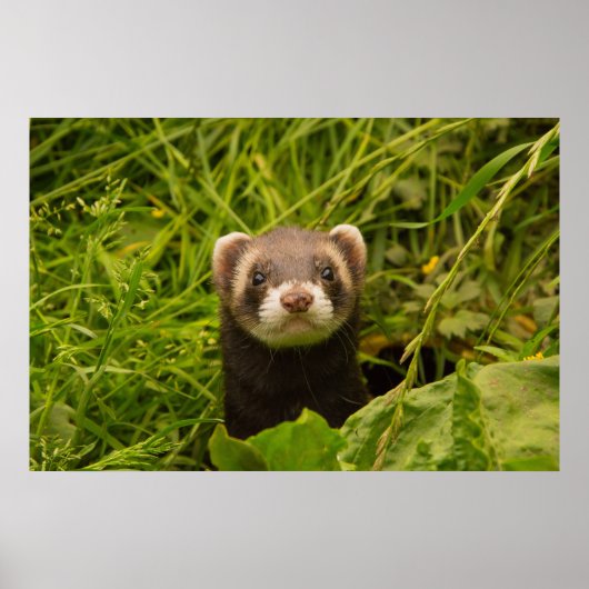 Niedlich Brown Ferret im Gras Poster (Vorne)
