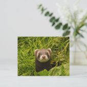 Niedlich Brown Ferret im Gras Postkarte (Stehend Vorderseite)