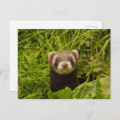 Niedlich Brown Ferret im Gras Postkarte (Vorne/Hinten)