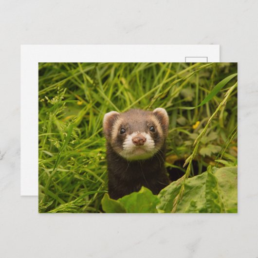 Niedlich Brown Ferret im Gras Postkarte (Vorne/Hinten)