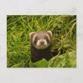 Niedlich Brown Ferret im Gras Postkarte (Vorderseite)
