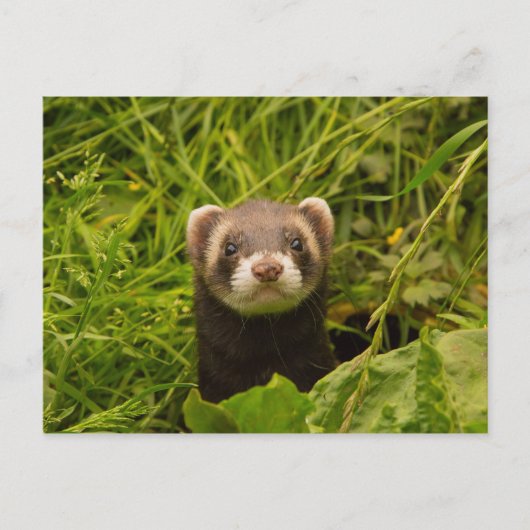 Niedlich Brown Ferret im Gras Postkarte (Vorderseite)