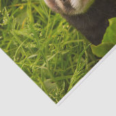 Niedlich Brown Ferret im Gras Seidenpapier (Ausschnitt)