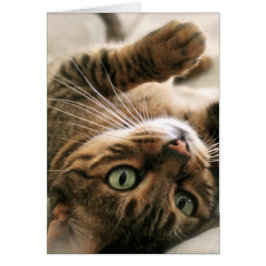 Niedlich Brown Gepunktete Bengalische Katze Kätzch