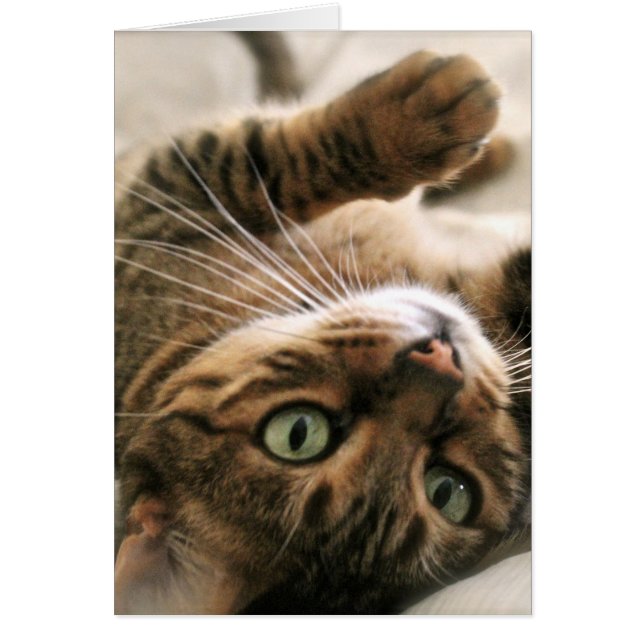 Niedlich Brown Gepunktete Bengalische Katze Kätzch (Vorne)