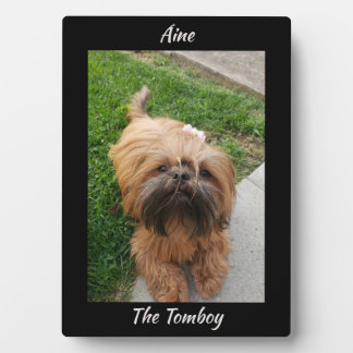 Niedlich Brown Tomboy Yorkshire Terrier Fotoplatte