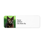 Niedlich Brown Tortoiseshell Cat Foto (Vorne)