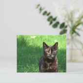 Niedlich Brown Tortoiseshell Cat Foto Postkarte (Stehend Vorderseite)