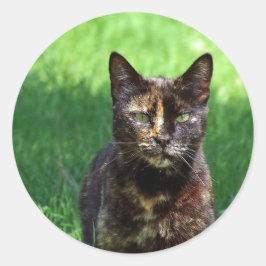 Niedlich Brown Tortoiseshell Cat Foto Runder Aufkleber