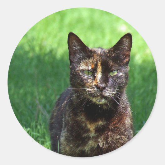 Niedlich Brown Tortoiseshell Cat Foto Runder Aufkleber (Vorderseite)
