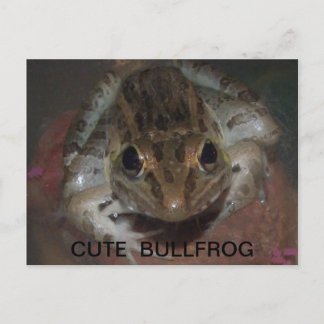 NIEDLICH BULLFROG POSTKARTE