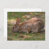 Niedlich Bunny Feiertagspostkarte (Vorne/Hinten)