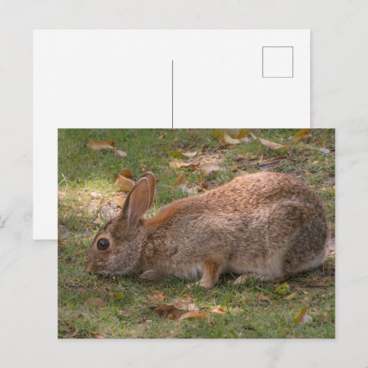 Niedlich Bunny Feiertagspostkarte (Vorne/Hinten)