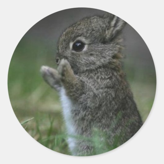 Niedlich Bunny Runder Aufkleber (Vorderseite)