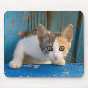 Niedlich Calico Cat Kitten Funny Curious Eyes Foto Mousepad