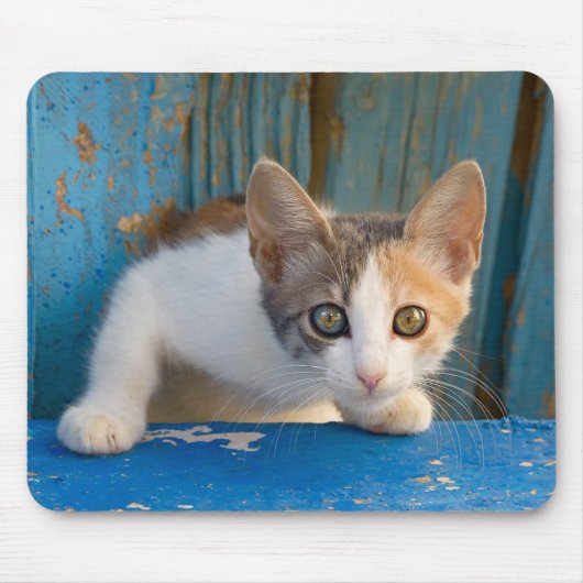 Niedlich Calico Cat Kitten Funny Curious Eyes Foto Mousepad (Vorne)