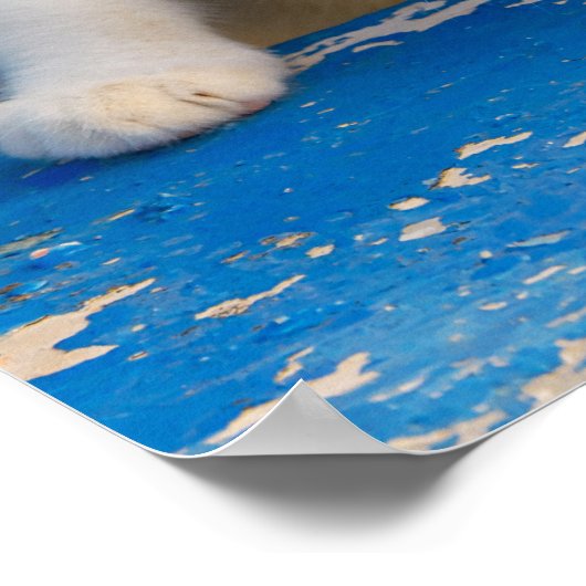 Niedlich Calico Cat Kitten Funny Curious Eyes Foto Poster (Ecke)