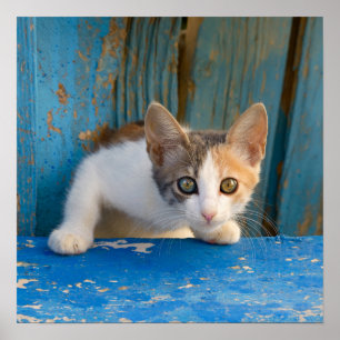 Niedlich Calico Cat Kitten Funny Curious Eyes Foto Poster