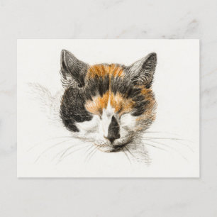 Niedlich Calico Cat Postkarte