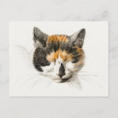 Niedlich Calico Cat Postkarte (Vorderseite)