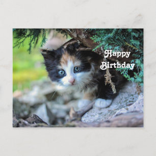 Niedlich Calico Kitten Foto Geburtstag Postkarte