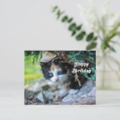 Niedlich Calico Kitten Foto Geburtstag Postkarte (Stehend Vorderseite)