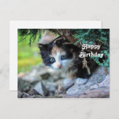 Niedlich Calico Kitten Foto Geburtstag Postkarte (Vorne/Hinten)